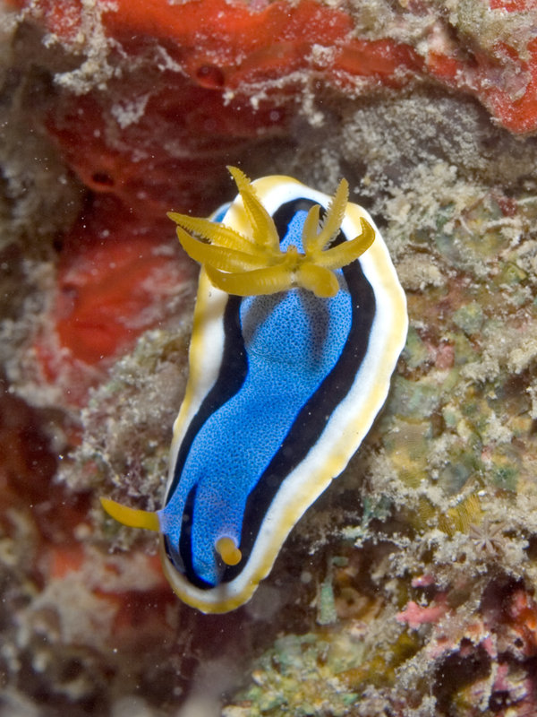 Nudibranch, Mabul, Paradise 1 and 2